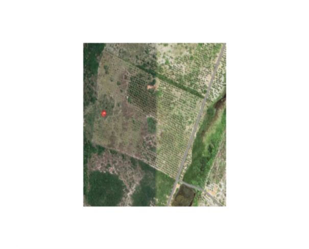 Foto de CONDE/BA - FAZENDA MUMBUCA 24,03HA