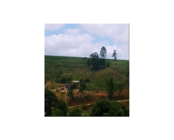 Foto de CONDE/BA - FAZENDA MUMBUCA 24,03HA